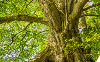 Relajación basada en la visualización para personas con Esclerosis Múltiple